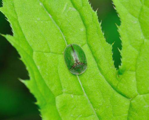 Réf. 319 354 : Cassida sp.